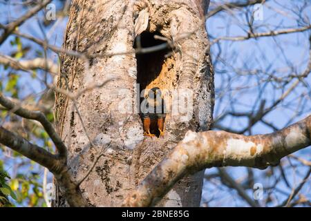 Bat Falcon (Falco rufigularis) perched in tree hole,, Pantanal, Brazil. Stock Photo