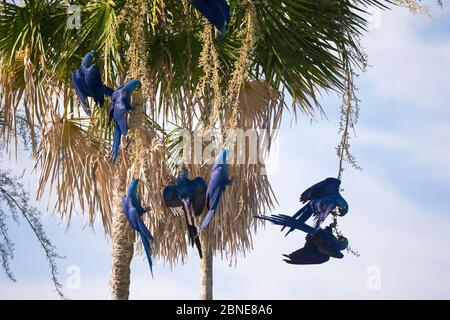 Hyacinth macaw (Anodorhynchus hyacinthinus) flock playing and feeding on palm tree, Pantanal, Brazil. Stock Photo