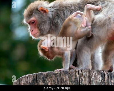 Portrait of a japanese macaque snow monkey. Stock Photo