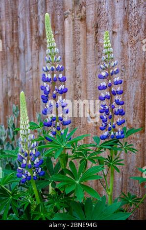 Purple lupins flowering in a residential garden. Stock Photo