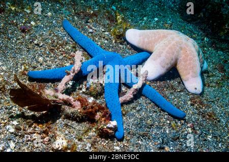 Blue sea star (Linckia laevigata) and Granulated sea star (Choriaster granulatus) on sea bed.  Lembeh, Sulawesi, Indonesia. Stock Photo