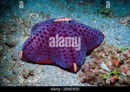 Cushion starfish (Halityle regularis) with a small sand perch on sea bed.  Lembeh, Sulawesi, Indonesia. Stock Photo