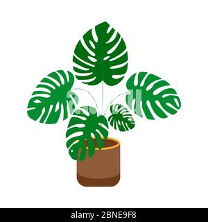 Monstera in the pot. A plant with large wide leaves. Single flat illustration vector Stock Vector