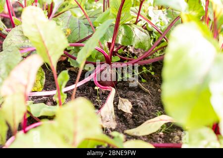 Red beetroot planted in summer garden. Growing organic beet vegetables.Raw organic red beets. natural vegetables in greenhouse, the farmers market Stock Photo