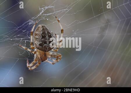 Garden spider female (Araneus diadematus) on web, Provence, France, October Stock Photo