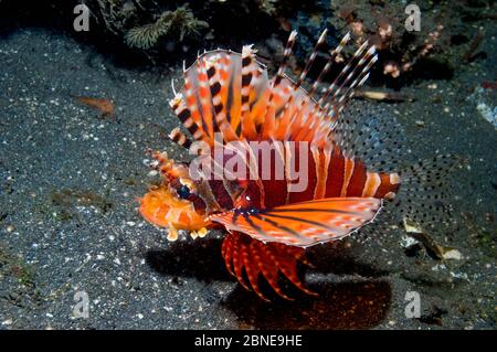Zebra lionfish (Dendrochirus zebra)  Lembeh, Sulawesi, Indonesia. Stock Photo