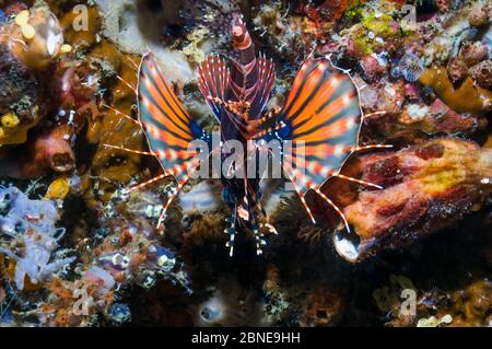 Zebra lionfish (Dendrochirus zebra) seen from behind against coral wall.  Lembeh, Sulawesi, Indonesia. Stock Photo