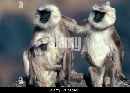 Two Central Himalayan langur (Semnopithecus schistaceus) adults with juvenile, sitting on rock,  Himalayan Mountains, Nepal. Stock Photo