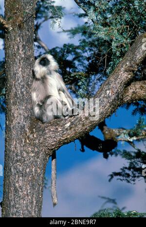 Central Himalayan langur (Semnopithecus schistaceus) resting in a Cedar tree, Himalayan Mountains, Nepal. Stock Photo