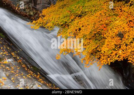 Maple (Acer sp) branches in autumn colours overhanging watefall, Mitarai Canyon, Tengawa Valley, Yoshino-Kumano National Park, Kansai, Japan, November Stock Photo