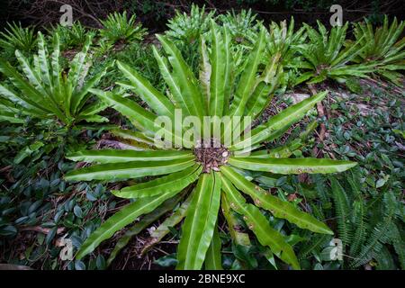 Bird's nest ferns (Asplenium nidus) on a granite boulder, Yakushima island, Japan. Stock Photo