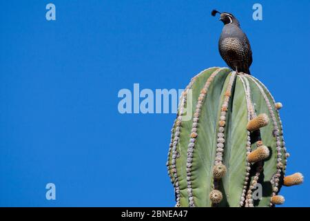 Male Gambel's quail (Callipepla gambelii) perched on top of an Elephant cactus (Pachycereus pringlei) Vizcaino Desert, Baja California, Mexico, May. Stock Photo
