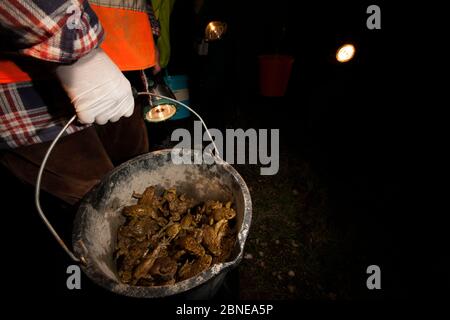 Person carrying a bucket full of European toads (Bufo bufo) transporting them across a road, Poncet, Franche-Comte, France, March. Stock Photo