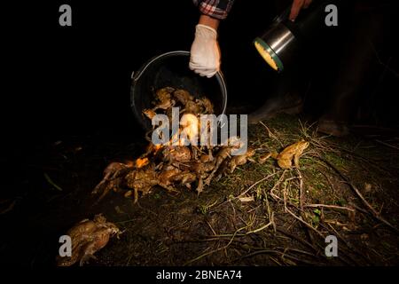 Person tipping out bucket full of European toads (Bufo bufo) after transporting them across a road, Poncet, Franche-Comte, France, March. Stock Photo