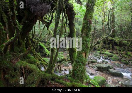 Moss covered tree trunks by a stream in 'Mononoke Forest', a protected forest, Shiratani Unsuikyo Area, Yakushima Island, Japan, November. Stock Photo