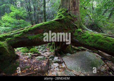 Base of tree with large low side branches in 'Mononoke Forest', a protected forest, Shiratani Unsuikyo Area, Yakushima Island, Japan, November. Stock Photo