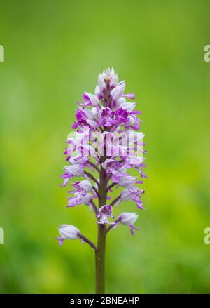 Military Orchid (Orchis militaris) Buckinghamshire, UK May Stock Photo