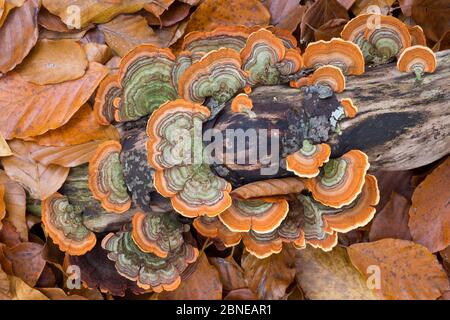 Turkeytail fungus (Trametes / Coriolus versicolor) growing on dead beech tree stump. Plitvice Lakes National Park, Croatia. October. Stock Photo