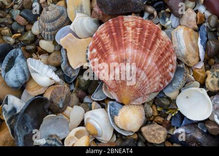 Natural accumulation of mollusc shells, mainly bivalves including a Queen scallop (Aequipecten / Chlamys opercularis), washed up on the strand line, A Stock Photo