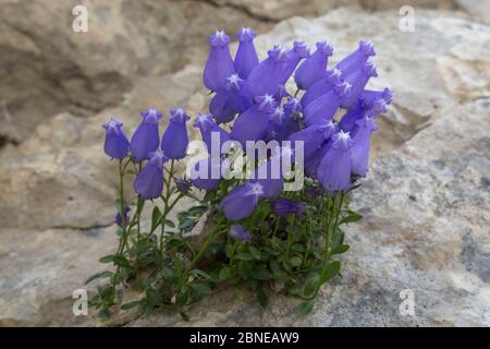 Zois' bellflower (Campanula zoysii) growing in a crevice on a limestone cliff face. Triglav National Park, Julian Alps,  Slovenia. July. Stock Photo