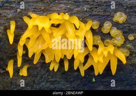 Small stagshorn fungus (Calocera cornea) growing on dead beech tree. Peak District National Park, Derbyshire, UK. November. Stock Photo