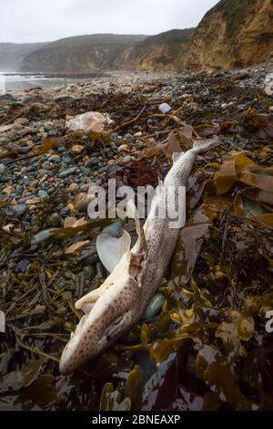 Dead Lesser Spotted Dogfish / Smallspotted Catshark (Scyliorhinus canicula) washed up on strand line following storms. Anglesey, Wales, UK. December. Stock Photo