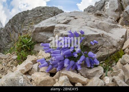 Zois' bellflower (Campanula zoysii) growing on limestone scree. Triglav National Park,  Julian Alps, Slovenia. July. Stock Photo