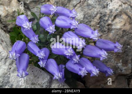 Zois' bellflower (Campanula zoysii) growing in a crevice on a limestone cliff face. Triglav National Park, Julian Alps, Slovenia. July. Stock Photo