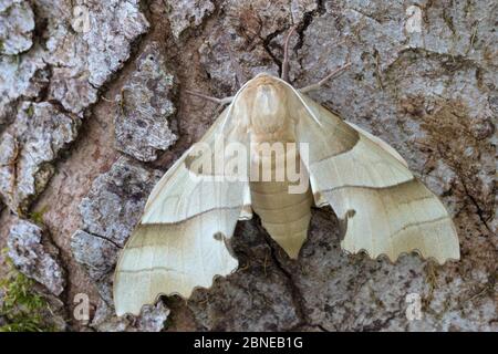 Oak hawkmoth (Marumba quercus). Captive, native to Europe and North Africa. Stock Photo