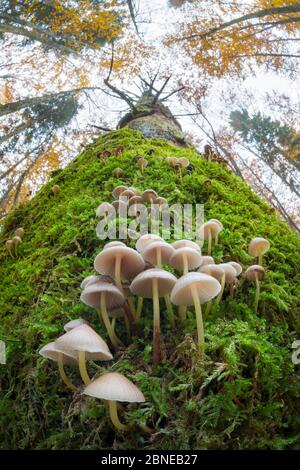 Toadstools (Mycena sp.) growing on a dead conifer tree. Plitvice Lakes National Park, Croatia. November.