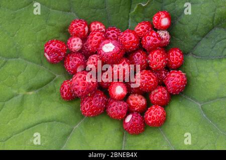 Wild Strawberries (Fragaria vesca) picked and put on leaf,  Julian Alps, Slovenia, July. Stock Photo