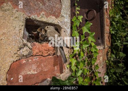 Spotted flycatcher (Muscicapa striata) feeding chicks with meadow brown butterfly (Maniola jurtina) in wall, Herefordshire, UK. June Stock Photo