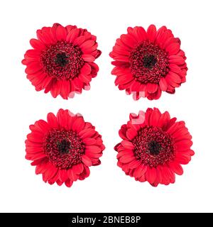 Set of red gerbera daisy flowers isolated on white. Stock Photo
