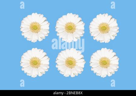 White gerbera daisy flowers isolated on blue background. Stock Photo