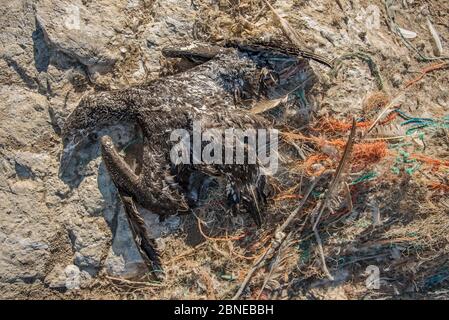 Dead juvenile northern gannet (Morus bassanus) entangled in marine litter. Grassholm Island, Wales, UK. October Stock Photo