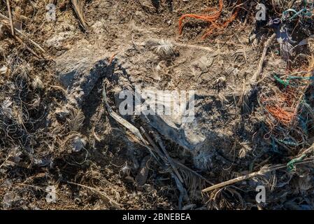 Skeletal remains of northern gannet (Morus bassanus) entangled in marine litter. Grassholm Island, Wales, UK. October Stock Photo