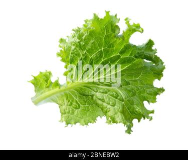 Salad leaf. Lettuce isolated on white background. Fresh green lettuce leaves. Stock Photo