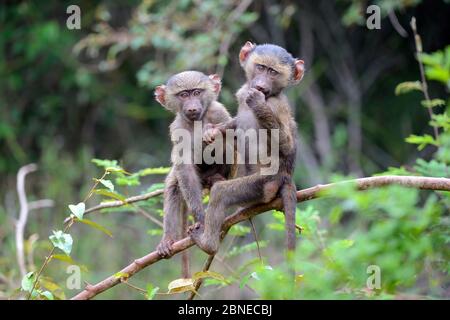 Young Olive baboons (Papio cynocephalus anubis) playing together in tree, Akagera National Park, Rwanda. Stock Photo