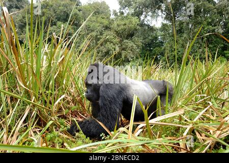 Eastern lowland gorilla (Gorilla beringei graueri), silverback dominant male, feeding in the marshes, Kahuzi Biega NP, Democratic Republic of Congo..
