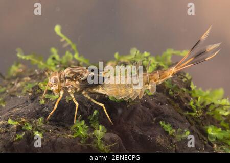 Summer mayfly nymph (Siphlonurus lacustris), Europe, May. Controlled conditions. Stock Photo