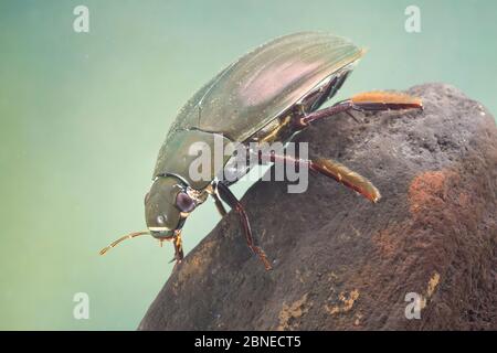 Great silver water beetle (Hydrophilus piceus) female, Europe, May.  Controlled conditions. Stock Photo