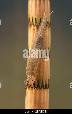 Water scavenger beetle larva (Hydrophilidae) on Horsetail (Equisetum sp) Europe, May.  Controlled conditions. Stock Photo