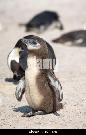 African penguin (Spheniscus demersus) chick in colony on Foxy Beach, Table Mountain National Park, Simon's Town, Cape Town, South Africa,