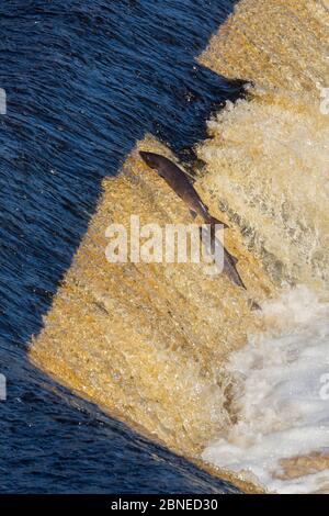 Atlantic salmon (Salmo salar) leaping weir on upstream migration, River Tyne, Hexham, Northumberland, UK, November Stock Photo
