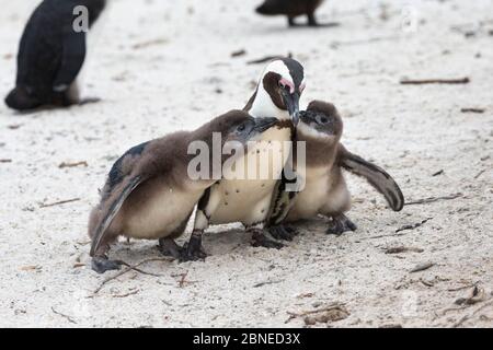 African penguins (Spheniscus demersus) adult pestered by chicks in colony on Foxy Beach, Table Mountain National Park, Simon's Town, Cape Town, South Stock Photo