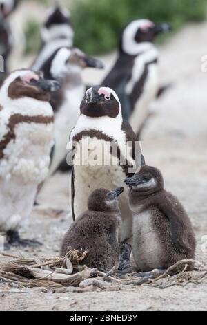 African penguins (Spheniscus demersus) adult with chicks in colony on Foxy Beach, Table Mountain National Park, Simon's Town, Cape Town, South Africa,