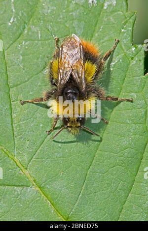Male Early bumblebee (Bombus pratorum) on leaf, Brockley Cemetery, Lewisham, London, England, June. Stock Photo