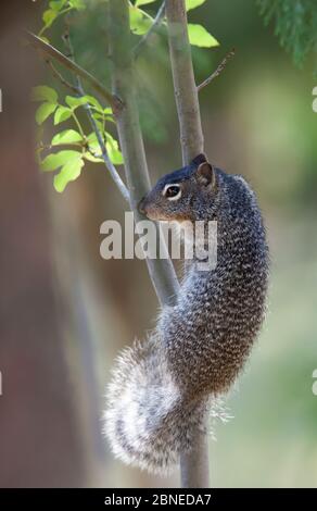 Rock Squirrel (Spermophilus variegatus) climbing rocks at Joshua Tree ...