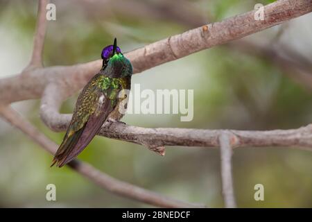 Magnificent hummingbird (Eugenes fulgens) male perched, Milpa Alta Forest, Mexico, May Stock Photo