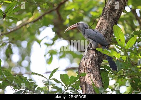 Malabar Grey Hornbill (Ocyceros griseus) Goa India Stock Photo